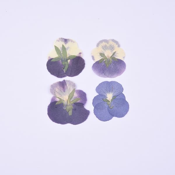 2 STK-Pose med tørket blomstermateriell-+blå blomstermodell-diy