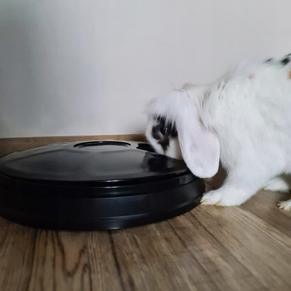 Fôrautomat med timer