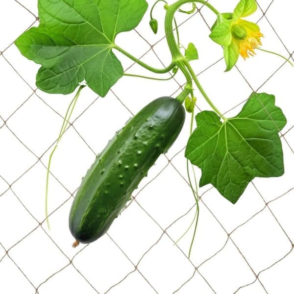 Jute-säleikköverkko
