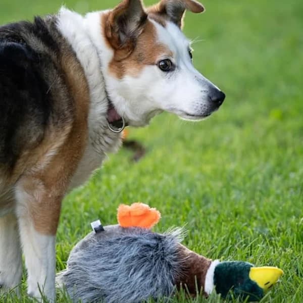 Bløde hundeplyslegetøj, kæledyrstilbehør, interaktive hundelegetøj