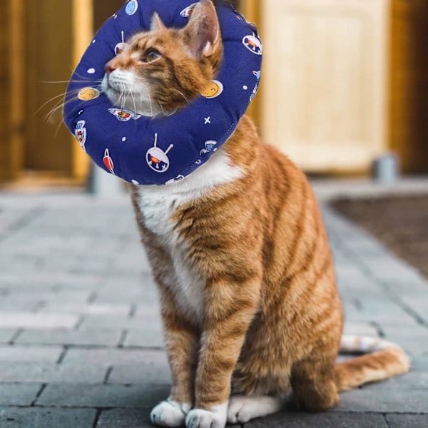 [QD] Kattkon Krage Återhämtningskrage Husdjur Kattunge Mjukt Skyddande Halskrage Justerbar Läkande Elizabeth Krage