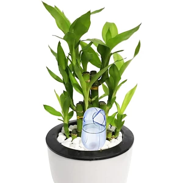 Automatic Watering Device with Bird-Shaped Tip, Transparent Plant Pot