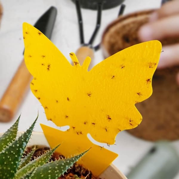 /QD/12x Insektsfeller for Planter