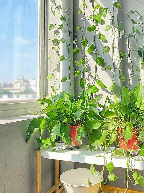 Klätterväxtklämmor av PP-material, Transparenta, 10-pack_FO Green