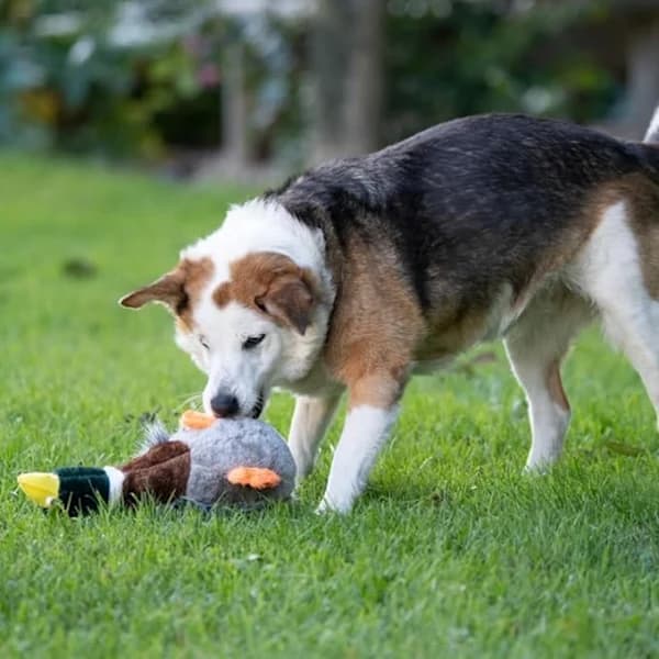Bløde hundeplyslegetøj, kæledyrstilbehør, interaktive hundelegetøj