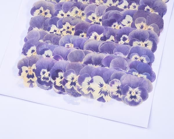 Flere Tørrede Blomster er Pressede Tørrede Blade DIY Ægte Pressede Tørrede Blomster - Håndlavede Bogmærker