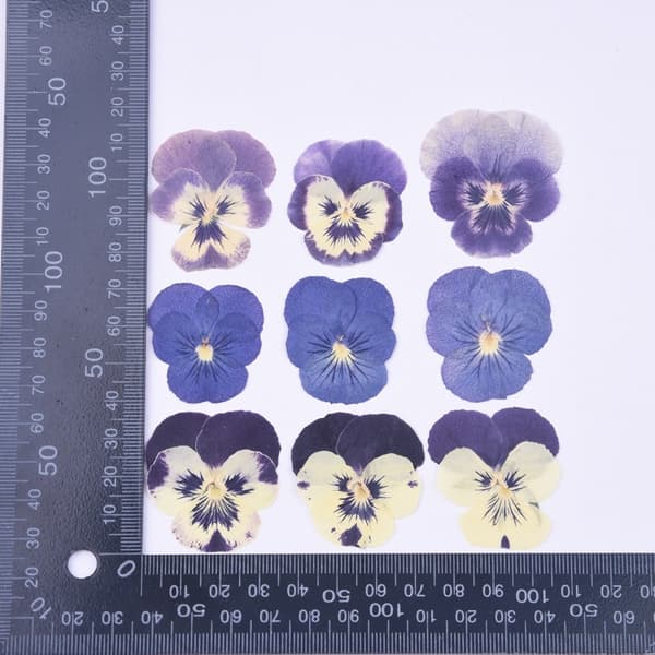 2 STK-Pose med tørret blomsterprintmateriale-+blå blomstermodel-diy