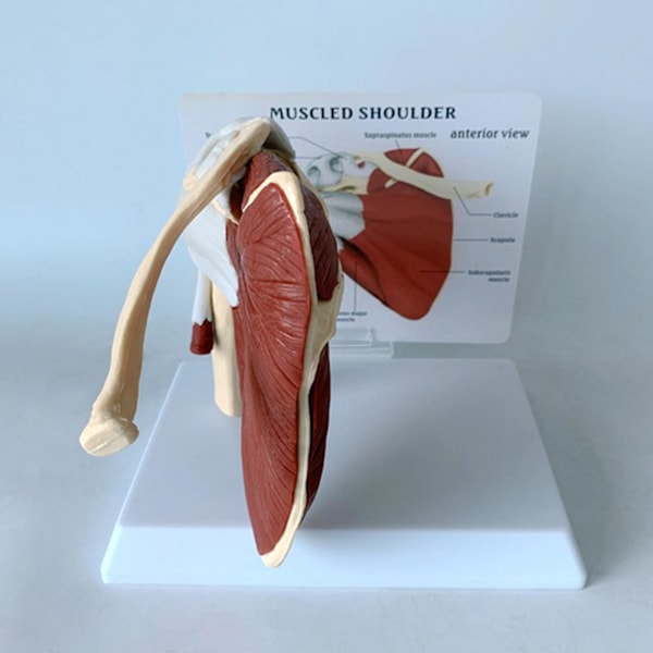 Menneskelig muskelmodel af skulderled med skeletmodel, anatomisk model med ligament, muskel, skelet, kraveben og overarmsknogle