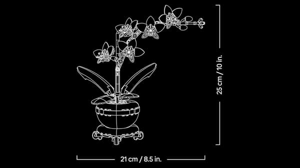Miniature orkidéplanter, velegnede til planteelskere, både mænd og kvinder. Et blomstermodelsæt, perfekt til rumdekoration