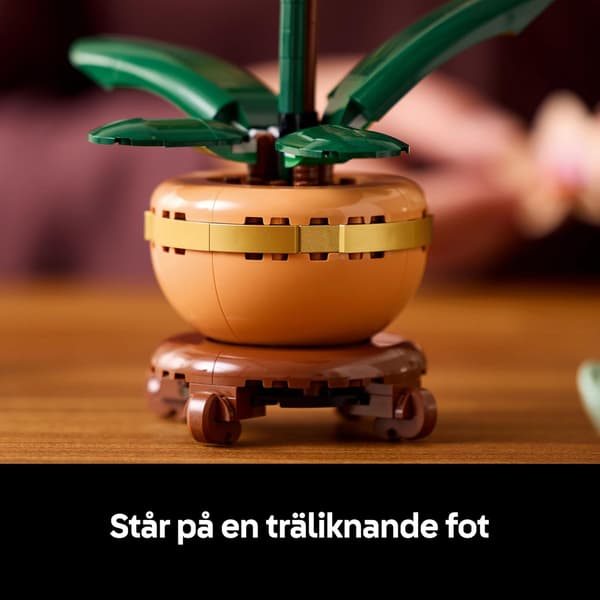 Miniature orkidéplanter, velegnede til planteelskere, både mænd og kvinder. Et blomstermodelsæt, perfekt til rumdekoration