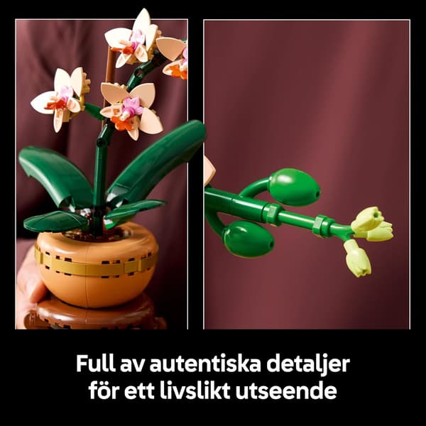 Miniature orkidéplanter, velegnede til planteelskere, både mænd og kvinder. Et blomstermodelsæt, perfekt til rumdekoration