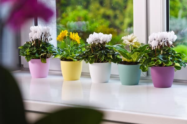 KADAX Urtepotte med Underkop Plastikpotte 14 cm Låg Blomster Pink Mat