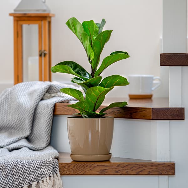 KADAX Urtepotte med Stativ Plastlåg 12cm Beige Urtepotte