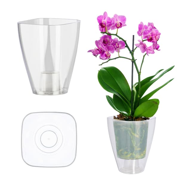 KADAX Blomkruksskydd för orkidéer, plastväxter, färglös, 13 cm