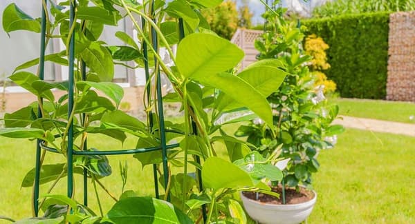 KADAX Støtte til Rosenplanter, Metal Blomsterklem, 150 cm