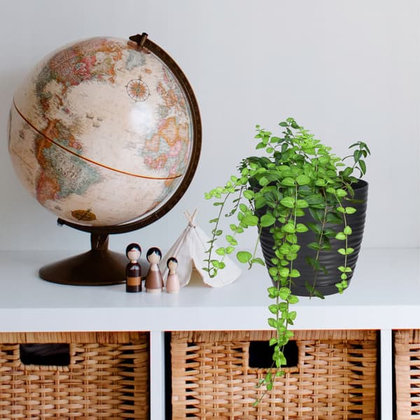 KADAX Urtepotte 17cm Rund Plastik Urtepotte Antracit