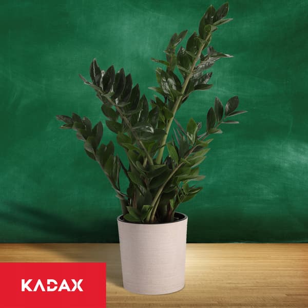 KADAX Urtepotte, Urtepotte, Blomsterfod, 19 cm, til Stuen, Beige + Indsats
