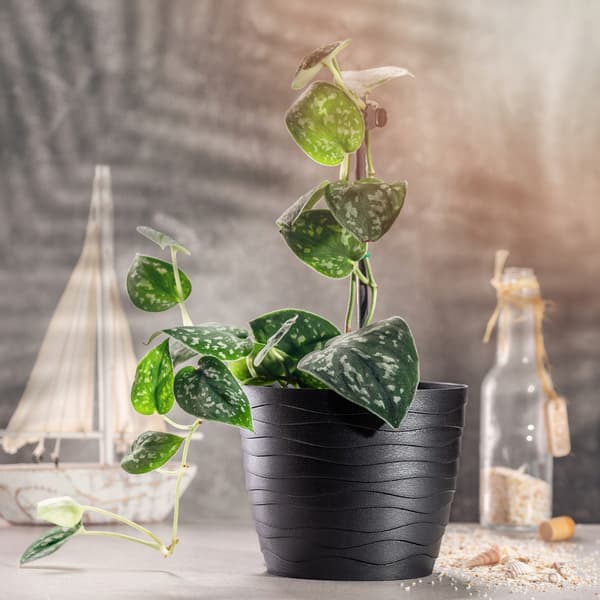 KADAX Urtepotte Plastikpotte til Blomster og Planter Sort Rund 11 cm