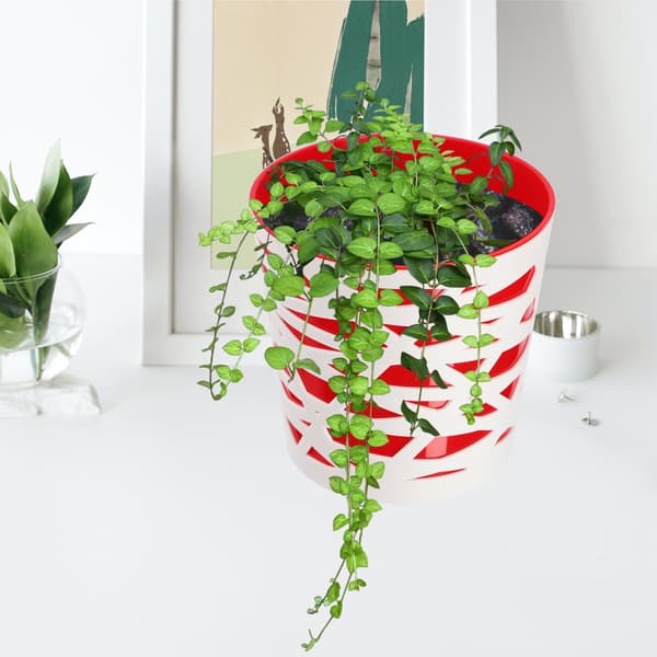 KADAX Urtepotte Plastik Lågindsats til Blomster og Planter 17 cm Rød