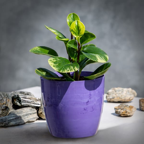 KADAX Urtepottedæksel 14cm Urtepotte Lilla Marmor Til Stue Blomsterfod