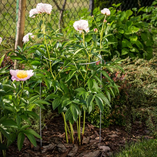 KADAX Blomstöd 75cm Metallringklämma Rosa Fäste