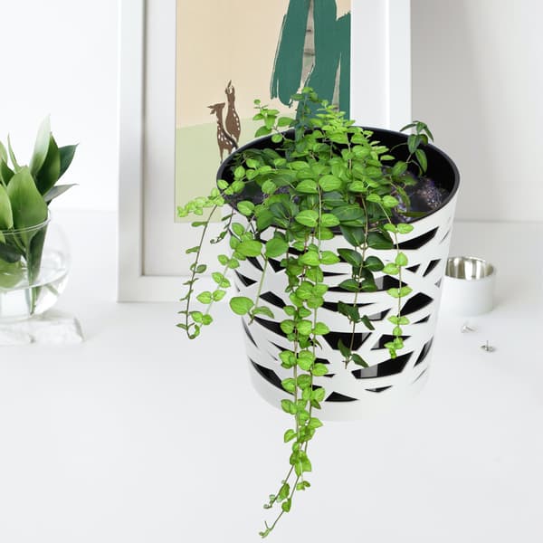 KADAX Urtepotte Plastik Lågindsats til Blomster og Planter 13 cm Sort