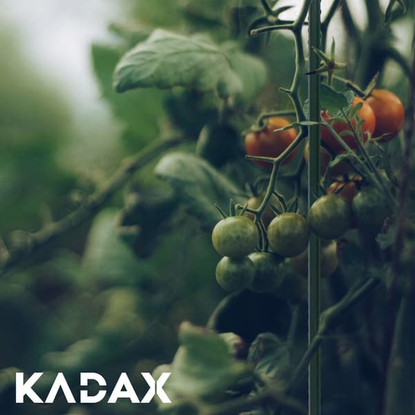 KADAX Växtstödstång Tomatpåke 120 + 180 cm 11 mm 20 st
