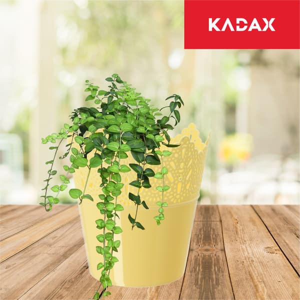 KADAX Urtepotte, Urtepotte, Låg, Høj, Plastik, 16,5 cm, Gul
