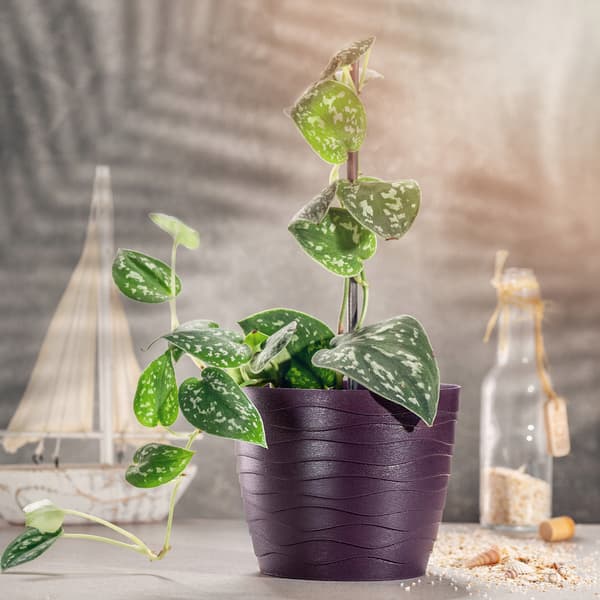 KADAX Urtepotte, Blomme Urtepotte, Rund, 13 cm, Plast