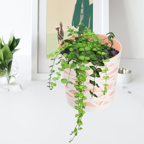 KADAX Blomkruka, Plastlock, Insats, Blommor, Växter, 13cm, Persika