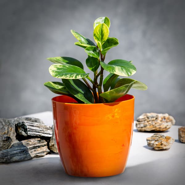 KADAX Urtepottedæksel 12cm Urtepotte Orange Marmor Til Stue
