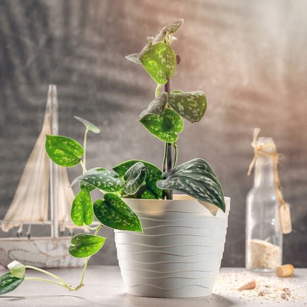 KADAX Urtepotte Urtepottedæksel Creme Rund 13cm Plast
