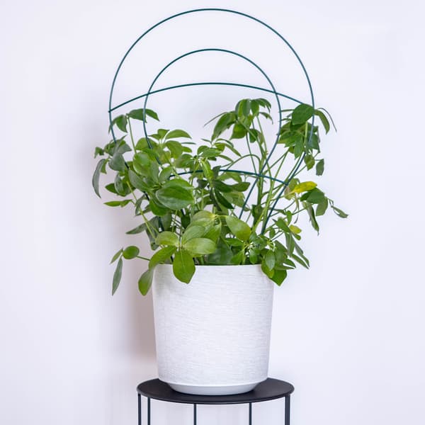 KADAX Stegstöd för klätterväxter, blommor, metallstöd, grönt, 3 st.