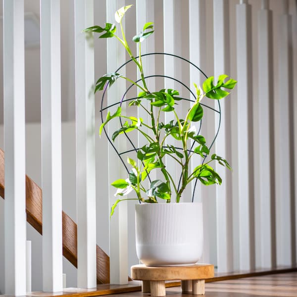KADAX Stegstöd för klätterväxter, blommor, metallstöd, grönt, 3 st.