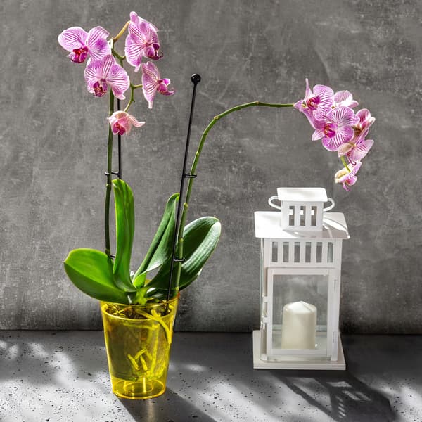 KADAX Urtepotte Orkidé Planter Plastik Urtepotte Gul Massiv 12cm