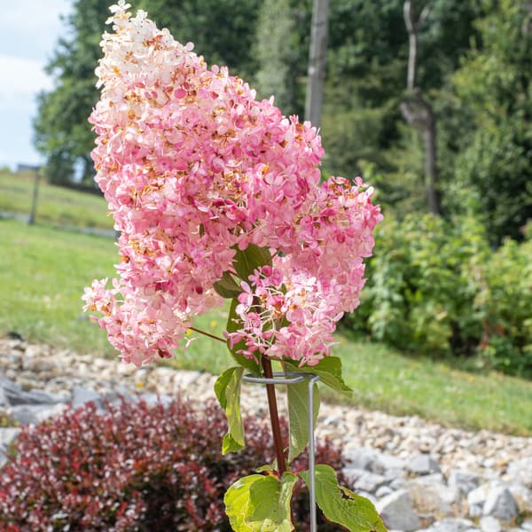 KADAX Metallstöd för Växter, Blommor, Rosor, Blomstöd med Ögla, 60 cm