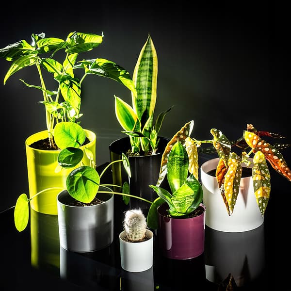 KADAX Urtepotte Rund Plantepotte Plastik 13,5 cm Lilla