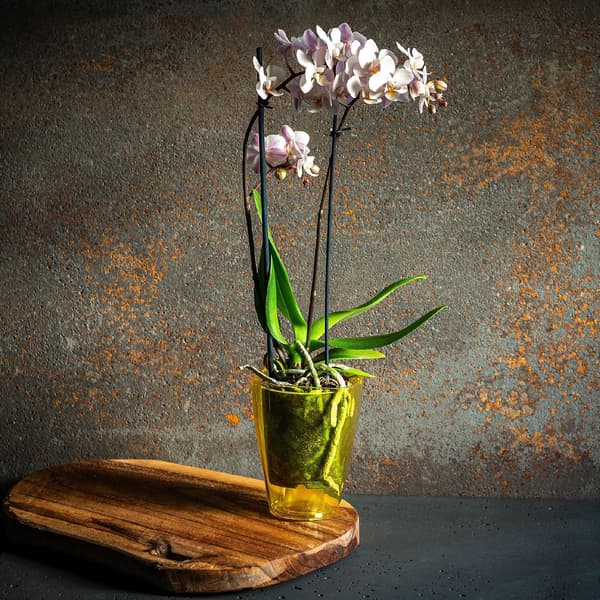 KADAX Urtepotte Orkidé Planter Plastik Urtepotte Gul Massiv 12cm