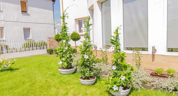 KADAX Støtte til Rosenplanter, Metal Blomsterklem, 150 cm