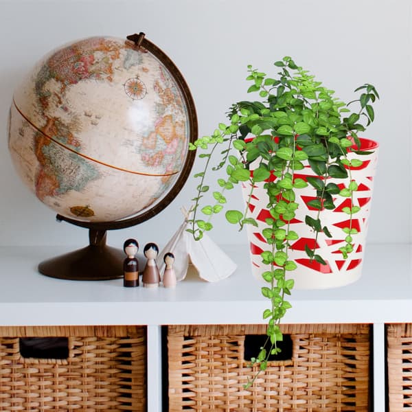 KADAX Urtepotte Plastik Lågindsats til Blomster og Planter 15 cm Rød