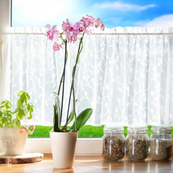 KADAX Urtepotteskjuler til Orkideer, Plastikplanter, Creme, 13 cm