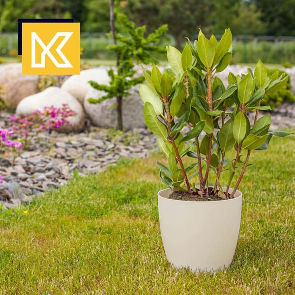 KADAX Blomkruka, Blomkruksskydd, 18 cm, Blomställ, Krämfärgad plast, 3 st.