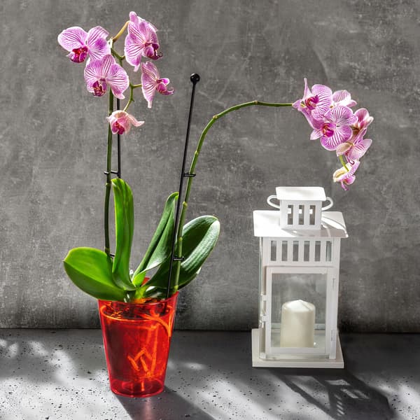 KADAX Urtepotte Orkidé Planter Plastik Urtepotte Rød Stærk 12cm