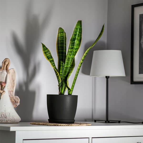 KADAX Urtepotte med Underkop Plastikpotte 14cm Låg Blomster Grafit Mat
