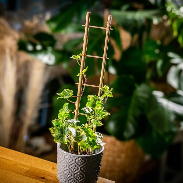 KADAX Bambus Plantestøttestige 38 cm Til Blomster Dobbelt Støtte