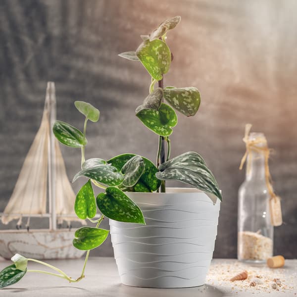 KADAX Urtepotte Plastikpotte til Blomster og Planter Hvid Rund 11 cm