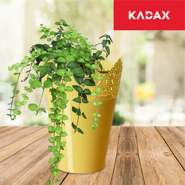 KADAX Urtepotte, Urtepotte, Låg, Høj, Plastik, 16,5 cm, Gul