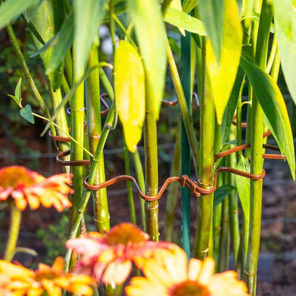 KADAX Växtklämma 6mm Stöd för Hortensior, Pioner, Gräs, Blommor 20 st