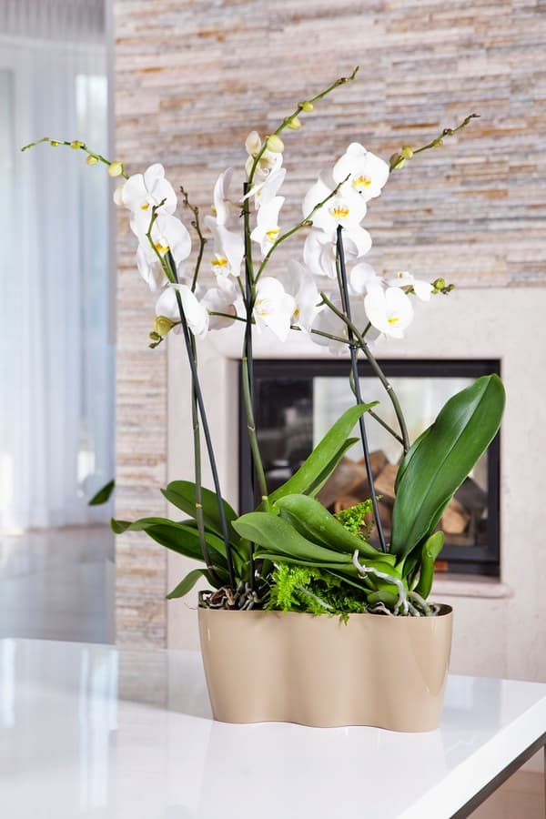 KADAX Urtepotte, Urtepotte, Plastik Urtepotte, Orkidé, 35 cm, Beige