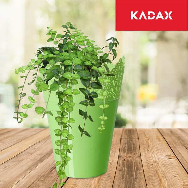 KADAX Urtepotte, Urtepotte, Låg, Høj, Plast, 12 cm, Grøn